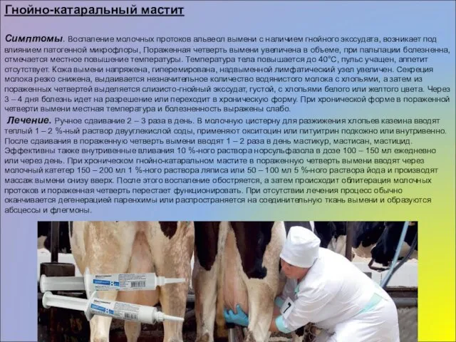 Гнойно-катаральный мастит Симптомы. Воспаление молочных протоков альвеол вымени с наличием