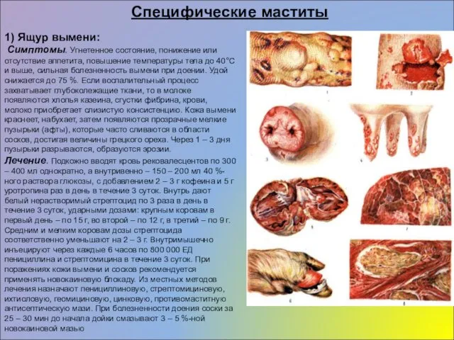 1) Ящур вымени: Симптомы. Угнетенное состояние, понижение или отсутствие аппетита,