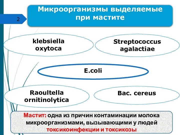 klebsiella oxytoca Streptococcus agalactiae Raoultella ornitinolytica кафедра ветеринарно-санитарной экспертизы Микроорганизмы