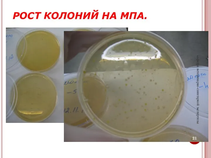 РОСТ КОЛОНИЙ НА МПА. кафедра ветеринарно-санитарной экспертизы