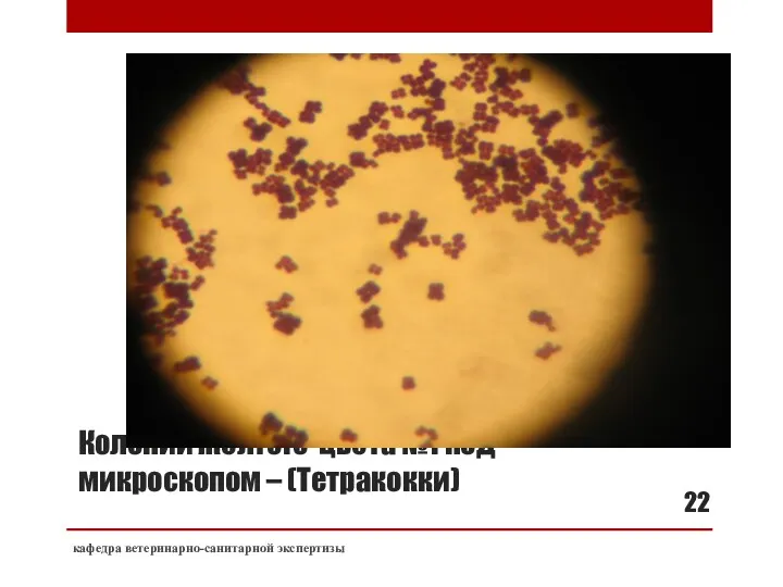 Колонии желтого цвета №1 под микроскопом – (Тетракокки) кафедра ветеринарно-санитарной экспертизы