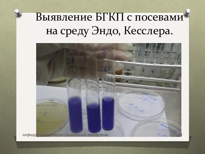 Выявление БГКП с посевами на среду Эндо, Кесслера. кафедра ветеринарно-санитарной экспертизы