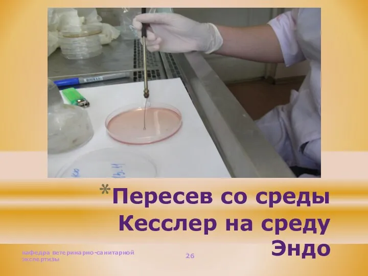 Пересев со среды Кесслер на среду Эндо кафедра ветеринарно-санитарной экспертизы