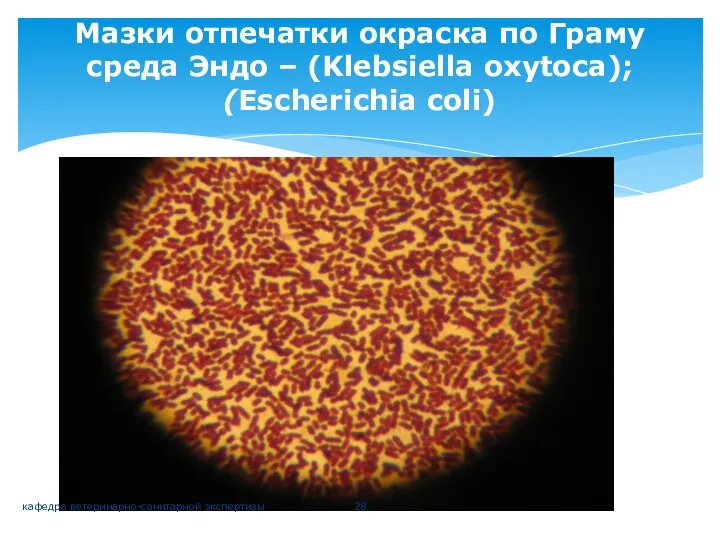 Мазки отпечатки окраска по Граму среда Эндо – (Klebsiella oxytoca); (Escherichia coli) кафедра ветеринарно-санитарной экспертизы