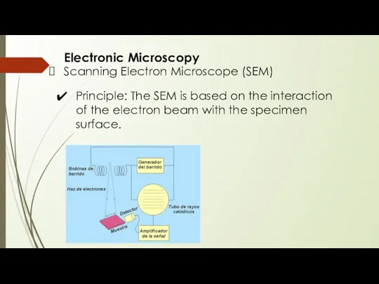 Electronic Microscopy Scanning Electron Microscope (SEM) Principle: The SEM is based on the