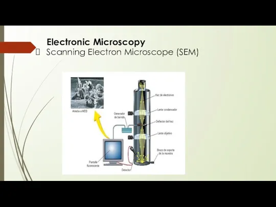 Electronic Microscopy Scanning Electron Microscope (SEM)