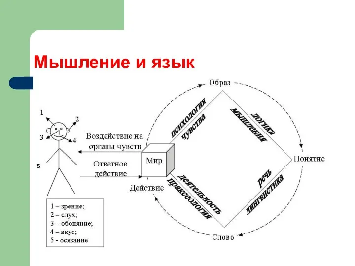 Мышление и язык