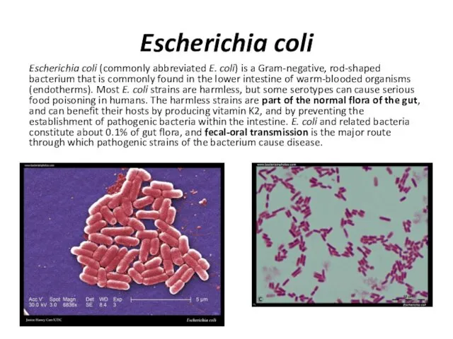 Escherichia coli Escherichia coli (commonly abbreviated E. coli) is a Gram-negative, rod-shaped bacterium