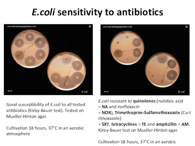 E.coli sensitivity to antibiotics Good susceptibility of E.coli to all tested antibiotics (Kirby-Bauer