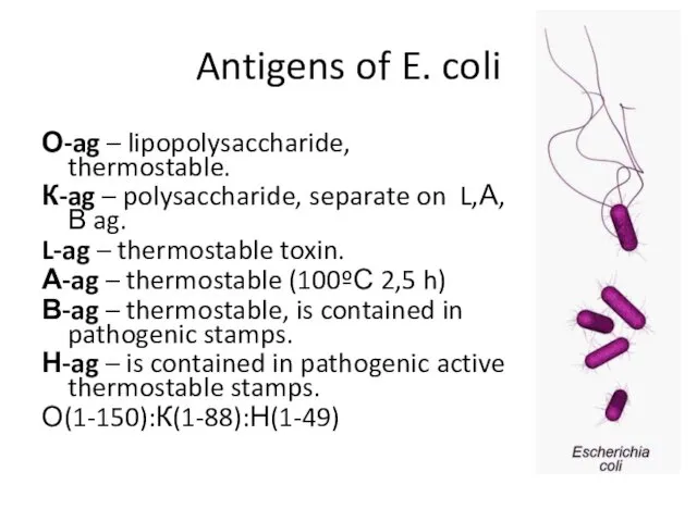Antigens of E. coli О-ag – lipopolysaccharide, thermostable. К-ag – polysaccharide, separate on