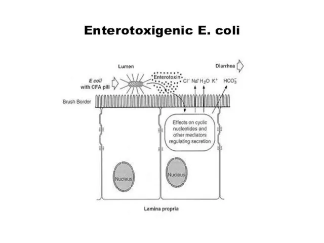 Enterotoxigenic E. coli