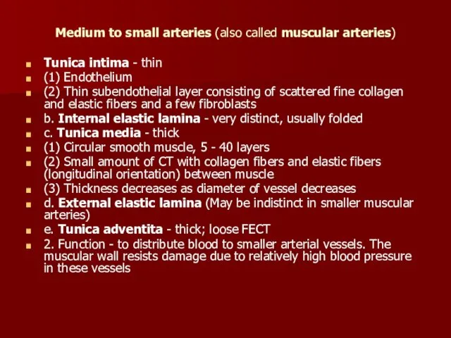 Medium to small arteries (also called muscular arteries) Tunica intima