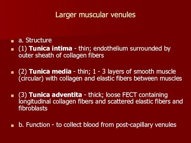 Larger muscular venules a. Structure (1) Tunica intima - thin;