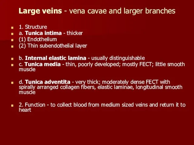 Large veins - vena cavae and larger branches 1. Structure