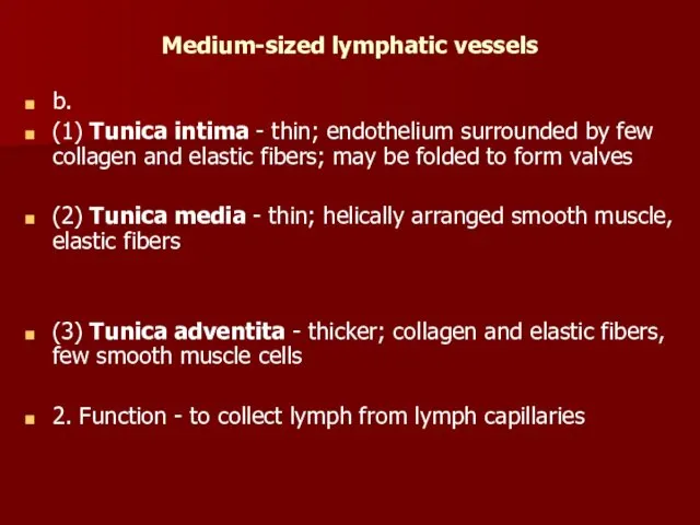 Medium-sized lymphatic vessels b. (1) Tunica intima - thin; endothelium