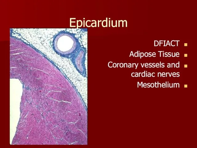 Epicardium DFIACT Adipose Tissue Coronary vessels and cardiac nerves Mesothelium