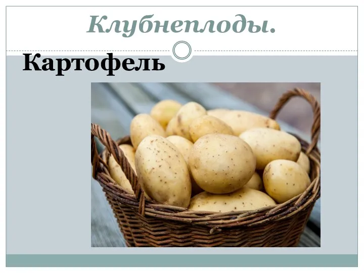 Клубнеплоды. Картофель