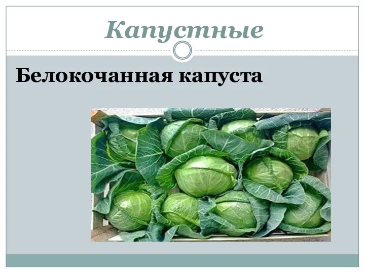 Капустные Белокочанная капуста