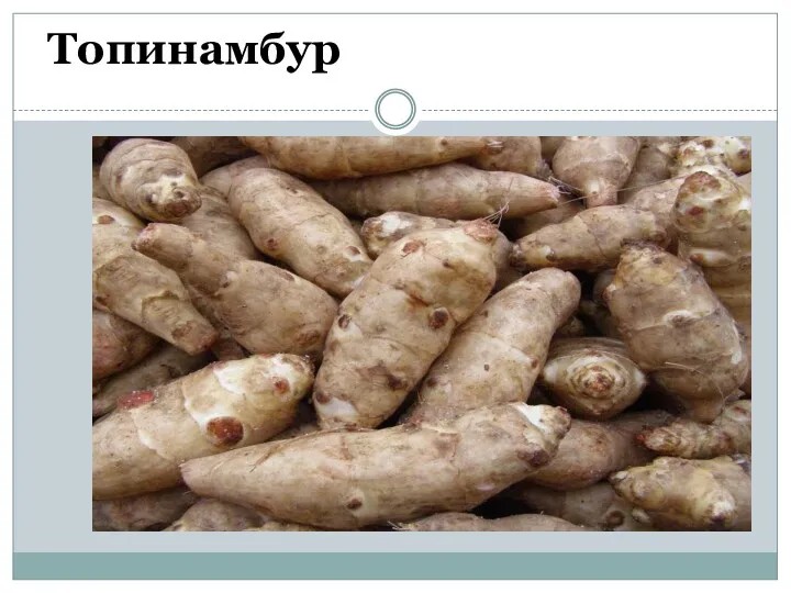 Топинамбур