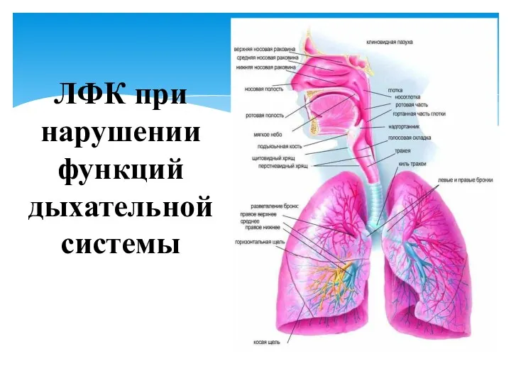 ЛФК при нарушении функций дыхательной системы