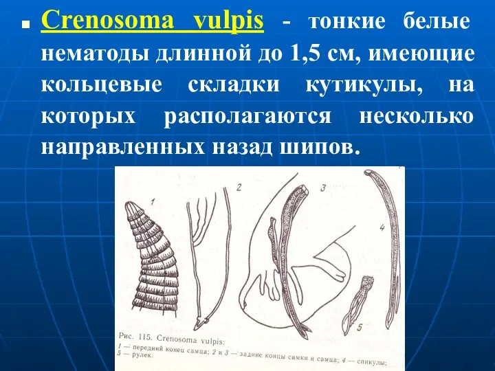 Crenosoma vulpis - тонкие белые нематоды длинной до 1,5 см, имеющие кольцевые складки