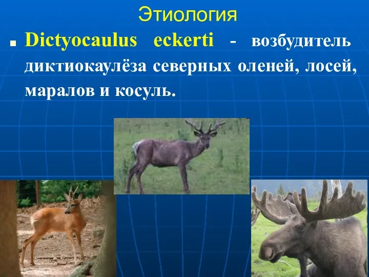 Этиология Dictyocaulus eckerti - возбудитель диктиокаулёза северных оленей, лосей, маралов и косуль.