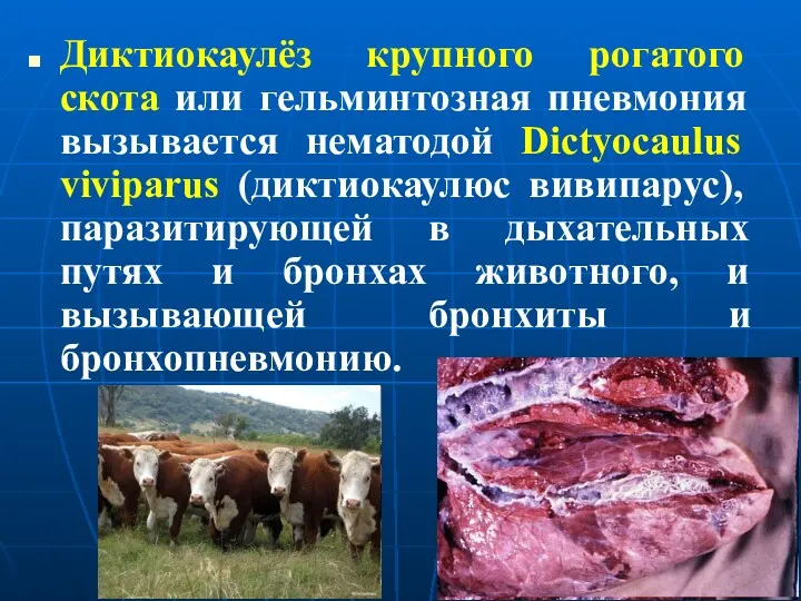 Диктиокаулёз крупного рогатого скота или гельминтозная пневмония вызывается нематодой Dictyocaulus viviparus (диктиокаулюс вивипарус),