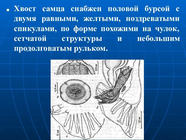 Хвост самца снабжен половой бурсой с двумя равными, желтыми, ноздреватыми