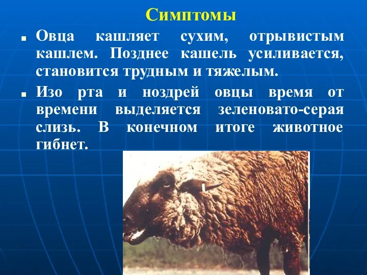 Симптомы Овца кашляет сухим, отрывистым кашлем. Позднее кашель усиливается, становится трудным и тяжелым.
