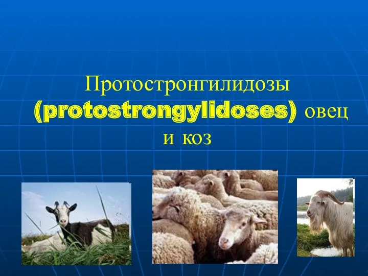 Протостронгилидозы (protostrongylidoses) овец и коз