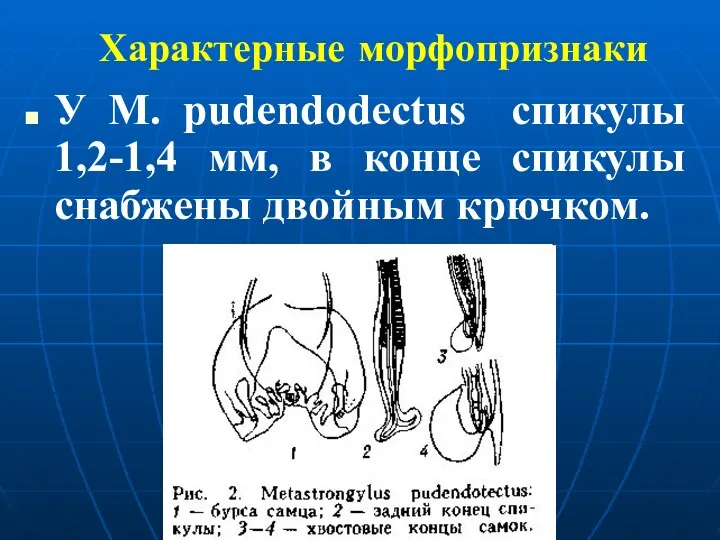 Характерные морфопризнаки У M. pudendodectus спикулы 1,2-1,4 мм, в конце спикулы снабжены двойным крючком.