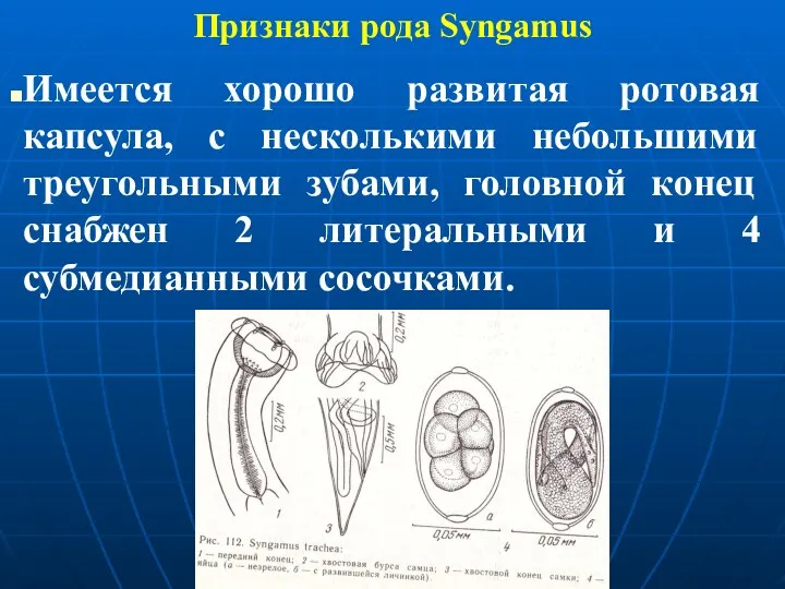 Признаки рода Syngamus Имеется хорошо развитая ротовая капсула, с несколькими небольшими треугольными зубами,