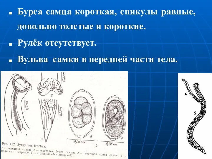 Бурса самца короткая, спикулы равные, довольно толстые и короткие. Рулёк отсутствует. Вульва самки