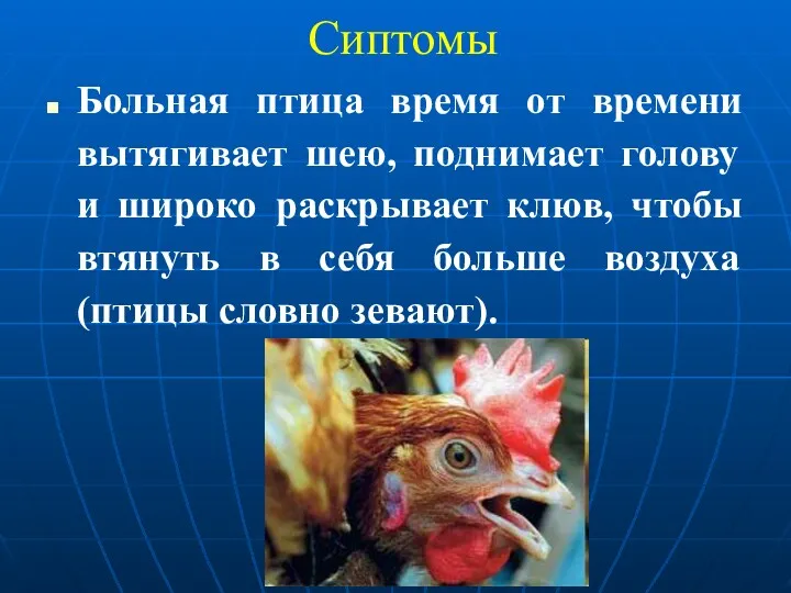 Сиптомы Больная птица время от времени вытягивает шею, поднимает голову