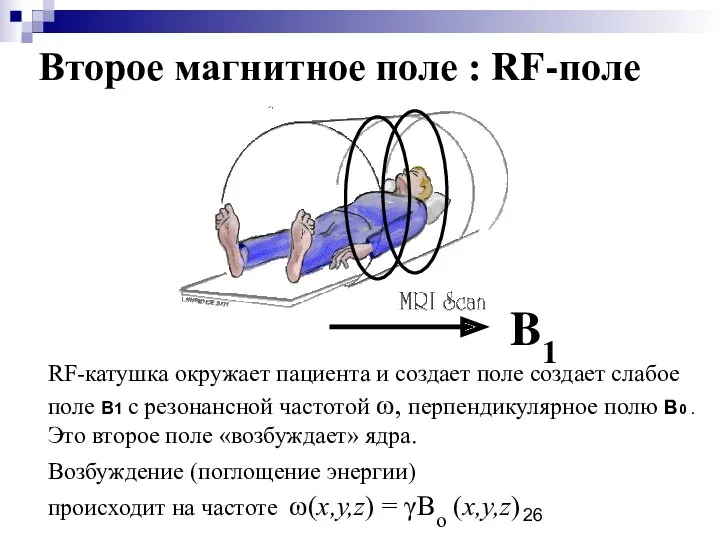 Второе магнитное поле : RF-поле B1 RF-катушка окружает пациента и