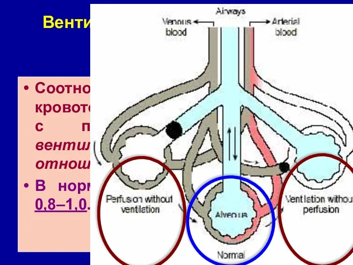 Вентиляционно-перфузионные отношения Соотношение между вентиляцией и кровотоком принято характеризовать с