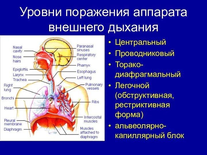 Уровни поражения аппарата внешнего дыхания Центральный Проводниковый Торако-диафрагмальный Легочной (обструктивная, рестриктивная форма) альвеолярно-капиллярный блок