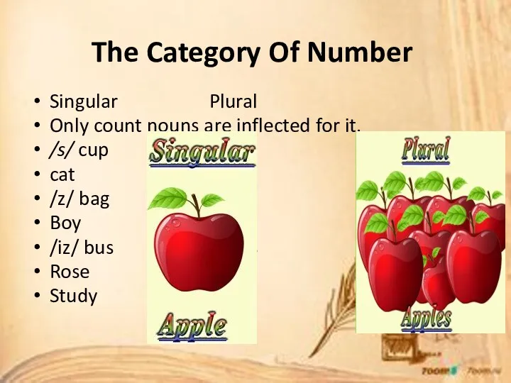 The Category Of Number Singular Plural Only count nouns are