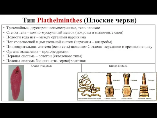Тип Plathelminthes (Плоские черви)