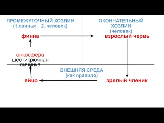 ОКОНЧАТЕЛЬНЫЙ ХОЗЯИН (человек) взрослый червь зрелый членик яйцо ВНЕШНЯЯ СРЕДА