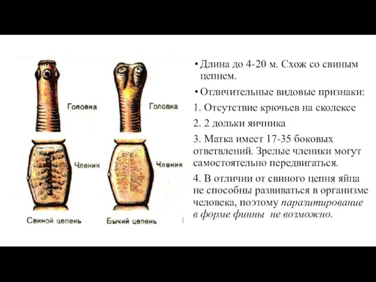 Длина до 4-20 м. Схож со свиным цепнем. Отличительные видовые