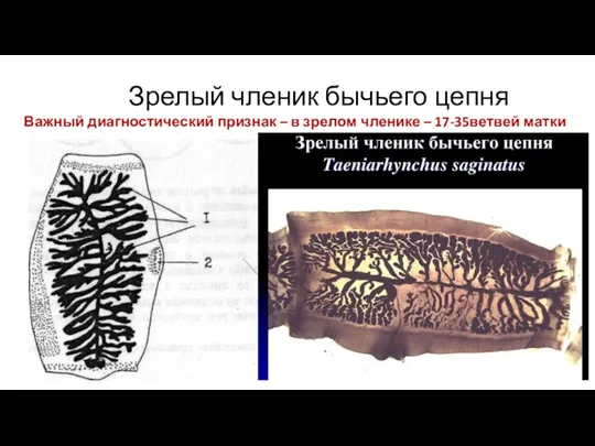 Зрелый членик бычьего цепня Важный диагностический признак – в зрелом членике – 17-35ветвей матки