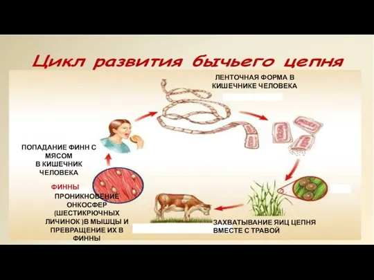 Бычий цепень – один из самых крупных паразитов человека ЛЕНТОЧНАЯ