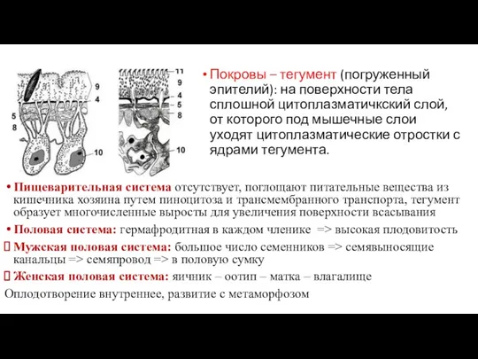 Пищеварительная система отсутствует, поглощают питательные вещества из кишечника хозяина путем