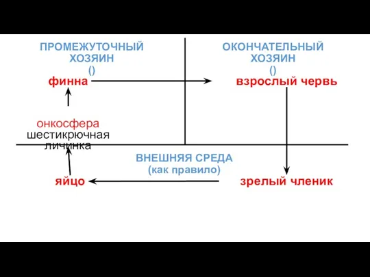 ОКОНЧАТЕЛЬНЫЙ ХОЗЯИН () взрослый червь зрелый членик яйцо ВНЕШНЯЯ СРЕДА