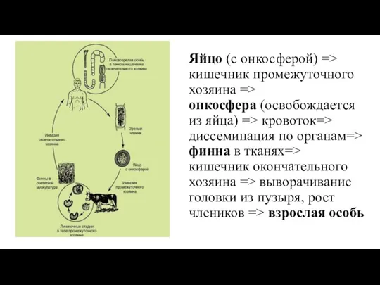 Яйцо (с онкосферой) => кишечник промежуточного хозяина => онкосфера (освобождается