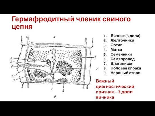 Гермафродитный членик свиного цепня Яичник (3 доли) Желточники Оотип Матка