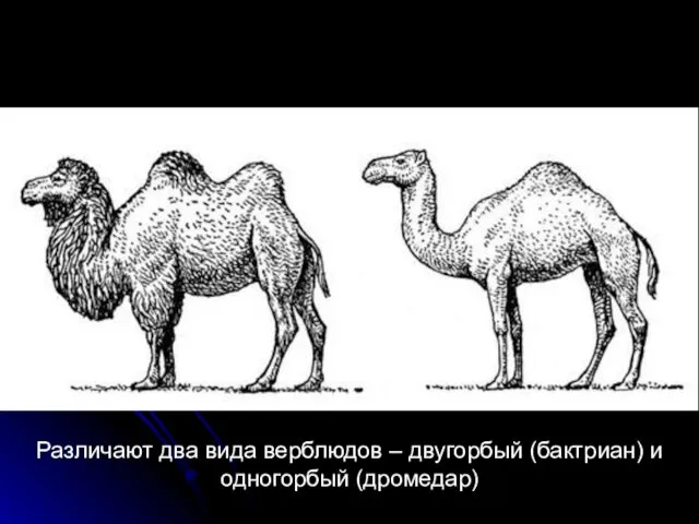 Различают два вида верблюдов – двугорбый (бактриан) и одногорбый (дромедар)
