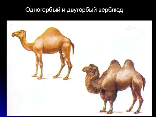 Одногорбый и двугорбый верблюд