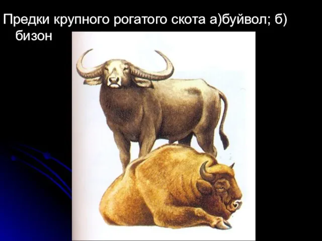 Предки крупного рогатого скота а)буйвол; б)бизон